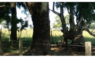 Campo en venta en Ranchos. 195 Has. ganaderas