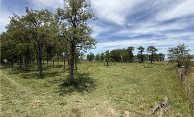 Campo en venta en Chascomnus - Ranchos. 195 Has. ganaderas