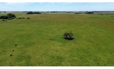 Campo en venta en Chascomnus - Ranchos. 195 Has. ganaderas