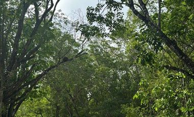 TERRENO VENTA PUEBLO SACBE PLAYA DEL CARMEN COMUNIDAD ECO SUSTENTABLE CON CENOTE
