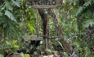 TERRENO VENTA PUEBLO SACBE PLAYA DEL CARMEN COMUNIDAD ECO SUSTENTABLE CON CENOTE
