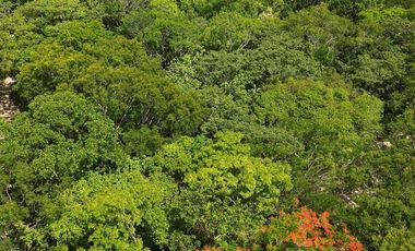 TERRENO VENTA PUEBLO SACBE PLAYA DEL CARMEN COMUNIDAD ECO SUSTENTABLE CON CENOTE