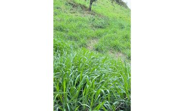 VENDO FINCA DE 145HECTAREAS RENACIMIENTO