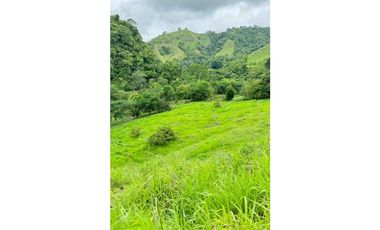 VENDO FINCA DE 145HECTAREAS RENACIMIENTO