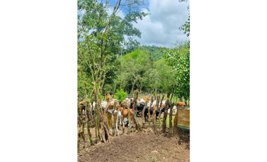 VENDO FINCA DE 145HECTAREAS RENACIMIENTO