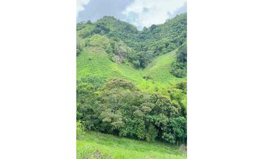 VENDO FINCA DE 145HECTAREAS RENACIMIENTO