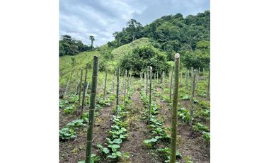 VENDO FINCA DE 145HECTAREAS RENACIMIENTO