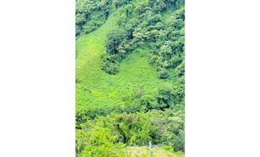 VENDO FINCA DE 145HECTAREAS RENACIMIENTO