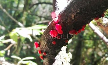 Parcela en Venta en Parcelación sustentable consciente con el medio Ambiente. Invierta en Vida