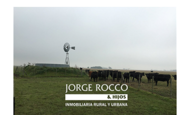 Campo en venta en San Vicente. 390 Has. mixto