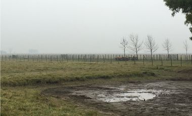 Campo en venta en San Vicente. 390 Has. mixto
