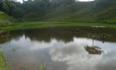 FINCA GANADERA