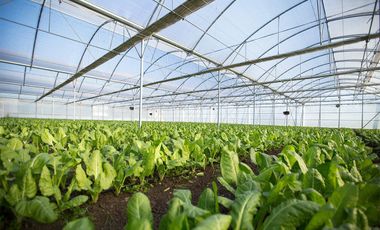Venta Rancho para Cultivo en Invernadero, Morelos