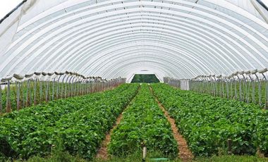 Venta Rancho para Cultivo en Invernadero, Morelos