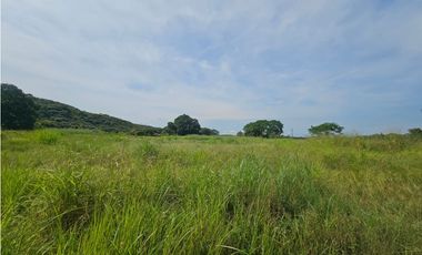 Se vende finca comercial de 5 HAS en Penonomé, Vía Ciruelito
