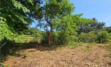 Se vende finca de 30 hectáreas en Penonomé, Vía Ciruelito