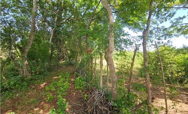 Se vende finca de 30 hectáreas en Penonomé, Vía Ciruelito