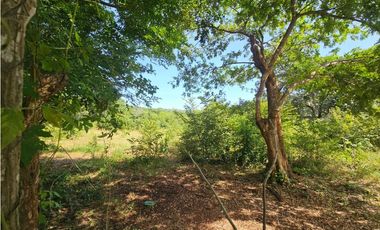 Se vende finca de 30 hectáreas en Penonomé, Vía Ciruelito