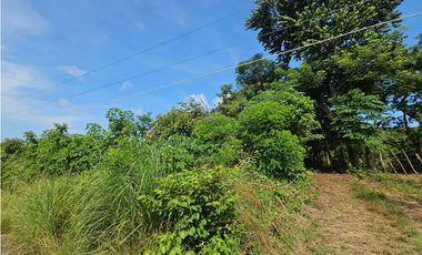 Se vende finca de 30 hectáreas en Penonomé, Vía Ciruelito