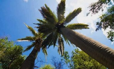 VENTA PARCELA HIJUELAS - OASIS DE LA CAMPANA