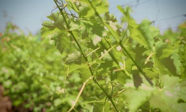 Parcela en Venta en camino el trigal