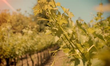 Parcela en Venta en camino el trigal