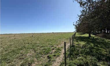 Campo en venta. 450 Has. en Gdor. Udaondo, Pdo. de Cañuelas
