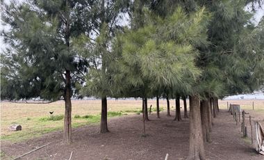 Campo en venta. 450 Has. en Gdor. Udaondo, Pdo. de Cañuelas