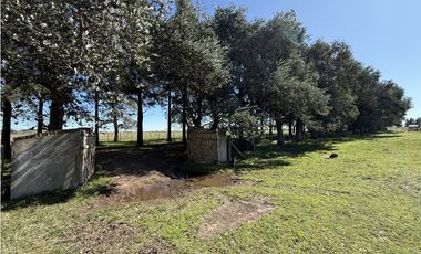 Campo en venta. 450 Has. en Gdor. Udaondo, Pdo. de Cañuelas