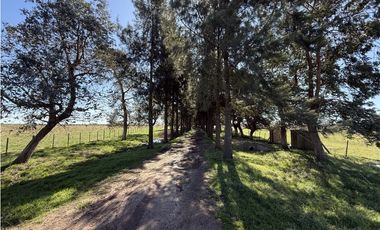 Campo en venta. 450 Has. en Gdor. Udaondo, Pdo. de Cañuelas