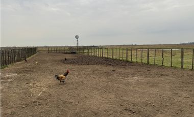 Campo en venta. 450 Has. en Gdor. Udaondo, Pdo. de Cañuelas