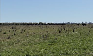 Campo en venta. 450 Has. en Gdor. Udaondo, Pdo. de Cañuelas
