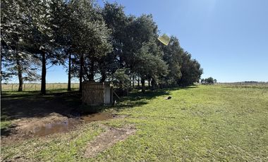 Campo en venta. 450 Has. en Gdor. Udaondo, Pdo. de Cañuelas