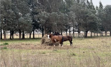 Campo en venta. 450 Has. en Gdor. Udaondo, Pdo. de Cañuelas