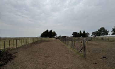 Campo en venta. 450 Has. en Gdor. Udaondo, Pdo. de Cañuelas