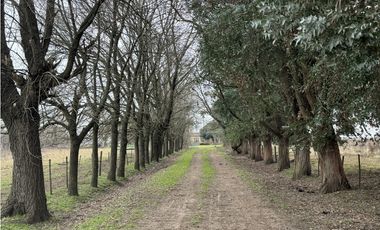 Campo en venta. 450 Has. en Gdor. Udaondo, Pdo. de Cañuelas