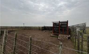 Campo en venta. 450 Has. en Gdor. Udaondo, Pdo. de Cañuelas