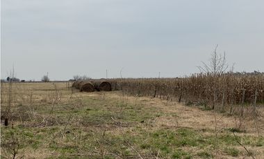 Campo en venta. 450 Has. en Gdor. Udaondo, Pdo. de Cañuelas