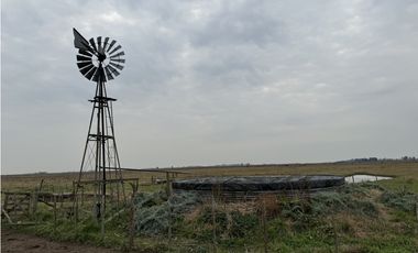 Campo en venta. 450 Has. en Gdor. Udaondo, Pdo. de Cañuelas
