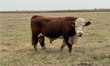 Campo en venta. 450 Has. en Gdor. Udaondo, Pdo. de Cañuelas