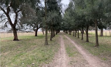 Campo en venta. 450 Has. en Gdor. Udaondo, Pdo. de Cañuelas