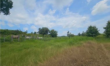 Se vende finca de 116 HAS para uso ganadero en Penonomé