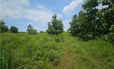 Se vende finca de 116 HAS para uso ganadero en Penonomé