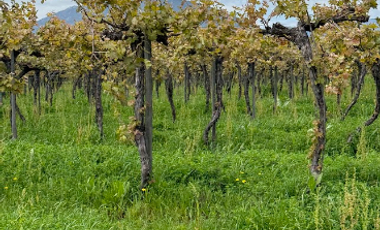 Agrícola en Venta en Arboleda El Huique