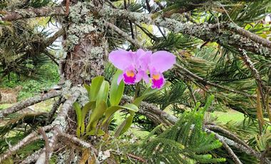 VENTA de CASAS en ANAPOIMA