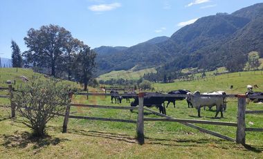 Venta excepcional: Finca ganadera de 11 fanegadas