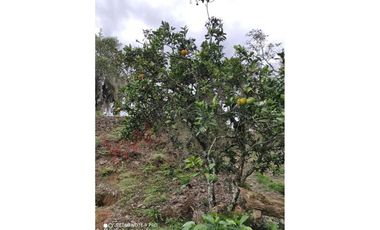 HERMOSA CASA QUINTA EN VENTA EN PACHO