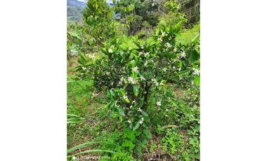 HERMOSA CASA QUINTA EN VENTA EN PACHO