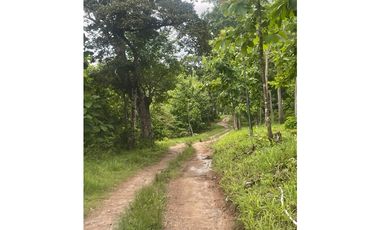 Finca de 41 hectáreas en Penonomé