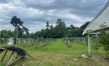 Finca de 41 hectáreas en Penonomé